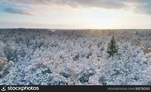 Aerial view of the winter forest in the Christmas time in the northern country