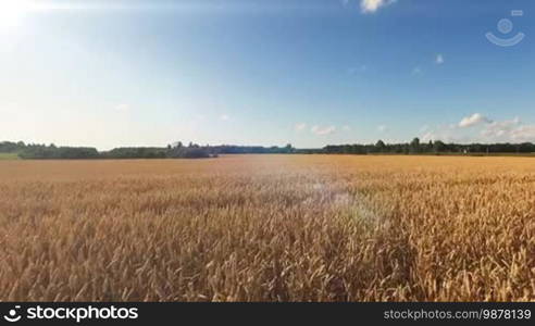 Aerial view of wheat field in the countryside with sunlight in sunny day. Pack contains 5 clips