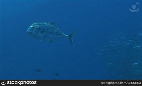 African Pompano, Alectis ciliaris, fish swimming, surrounded by a school of fish, in the sea