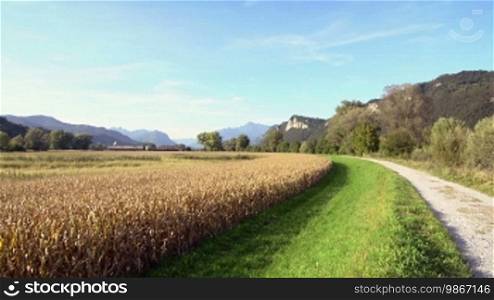 Agriculture with panning on cornfield, forest and natural landscape near the Adda river in Brianza, Italy