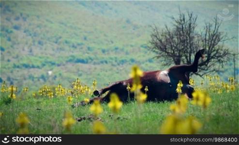 Ambiguous image of nice landscape and deceased cow