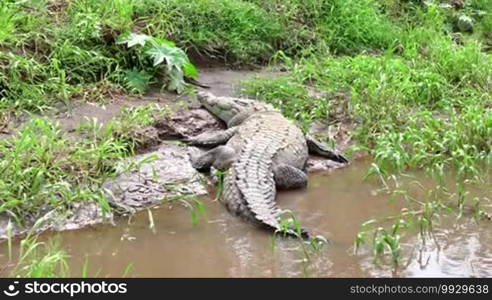 American crocodile Crocodylus acutus animal sleeping on river bank Rio Tarcoles Costa Rica Central America Wild animals fauna nature wildlife reptiles