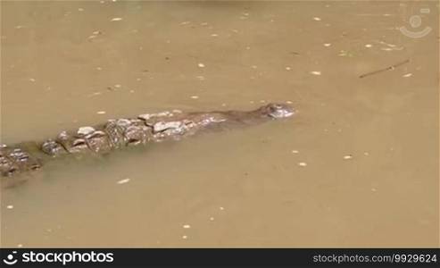 American crocodile (Crocodylus acutus), animal swimming in river waters, Rio Tarcoles or Rio Tarcoles, Costa Rica, Central America. Wild animals, fauna, nature, wildlife, reptile