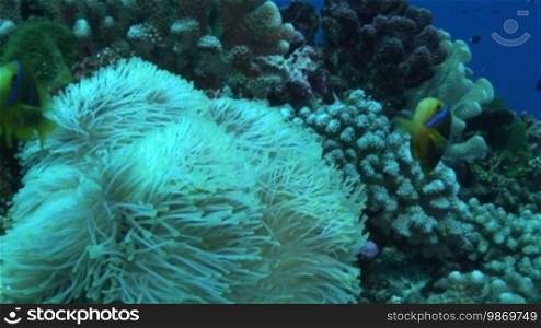 Anemone fish, Amphiprion, clownfish at the coral reef