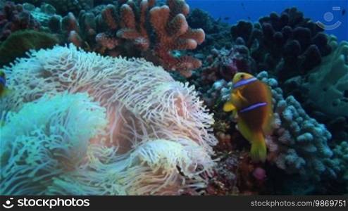 Anemonefish, Amphiprion, Clownfish at the coral reef