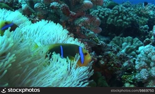 Anemonefish, Amphiprion, Clownfish on the coral reef