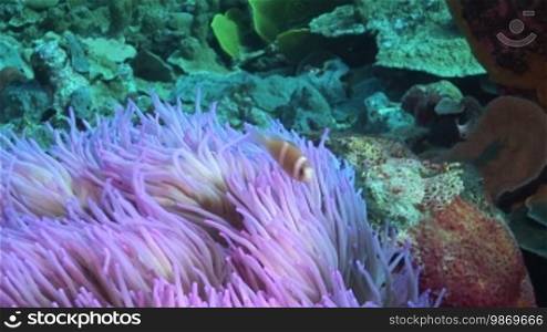 Anemones and fish in the sea