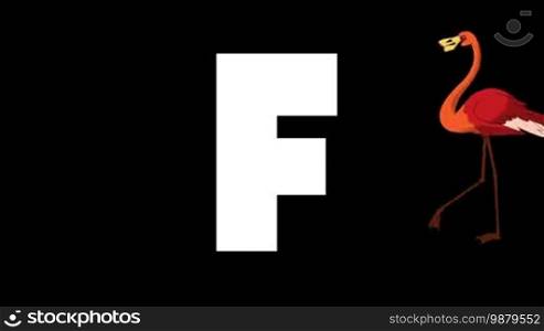 Animated zoological English alphabet. Alpha matte motion graphic. Cartoon Flamingo in a background of a letter F