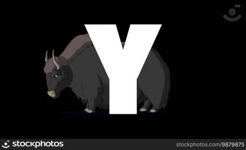 Animated zoological English alphabet. Alpha matte motion graphic. Cartoon Yak in a background of a letter Y