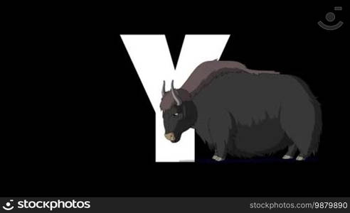 Animated zoological English alphabet. Alpha matte motion graphic. Cartoon Yak in a foreground of a letter Y