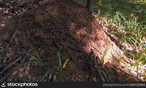 Anthill in the woods