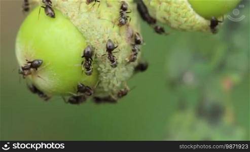 Ants on the branches with acorns.