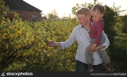 Attractive grandmother in eyeglasses holding cute toddler grandson while walking in blooming spring garden in the rays of the setting sun. Multi-generation family spending weekend in the countryside. Slow motion. Steadicam stabilized shot.