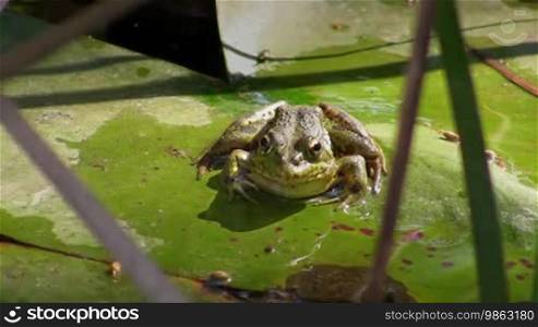 Aufnahme von vorne - Ein Frosch sitzt auf einem großen grünen Blatt / Seerosenblatt in einem ruhigen Gewässer / Teich.
(Translated):
Front view - A frog sits on a large green leaf / lily pad in a calm body of water / pond.