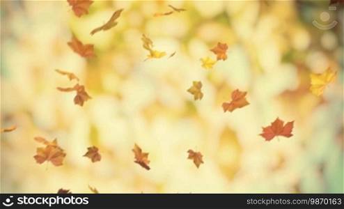Autumn falling foliage 02 - looped 3D animated background