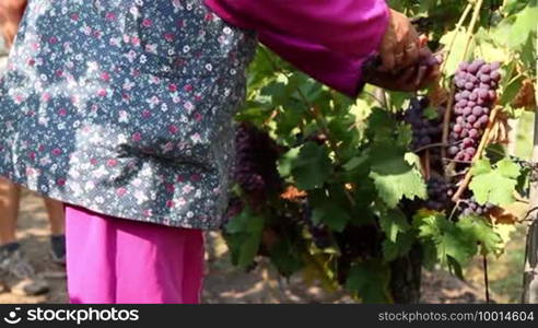 Autumn grape harvest