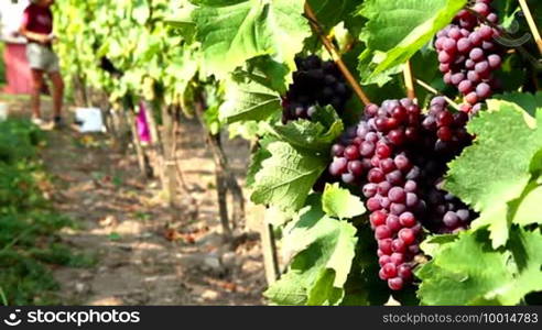 Autumn grape harvest