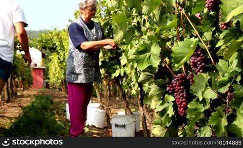 Autumn grape harvest