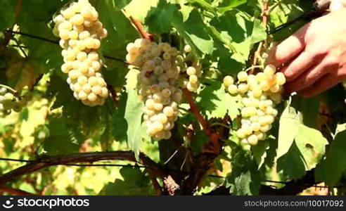 Autumn grape harvest