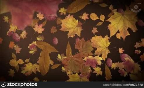 Autumn leaves falling animation. Thanksgiving holidays animation background. Seamless looping