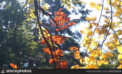 Autumn leaves on the branches