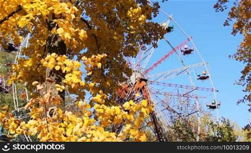 Autumn tree with yellow swaying leaves and behind ferris wheel against blue sky