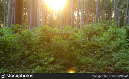 Beautiful beech forest with sunlight