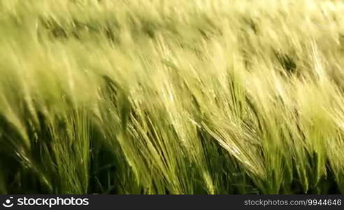 Beautiful cereal field closeup