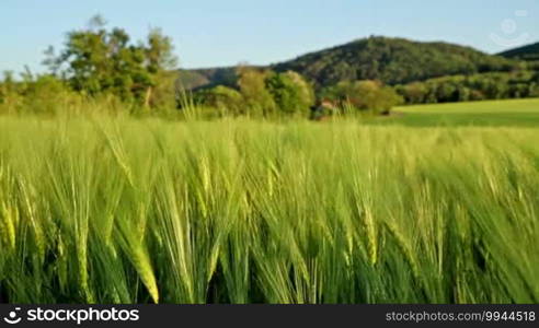 Beautiful cereal field in a windy day