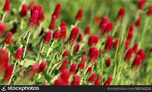 Beautiful Crimson clover flower field