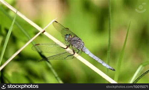 Beautiful dragonfly resting on a leaf