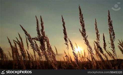 Beautiful grass field at sunset