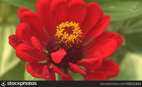 Beautiful red flower