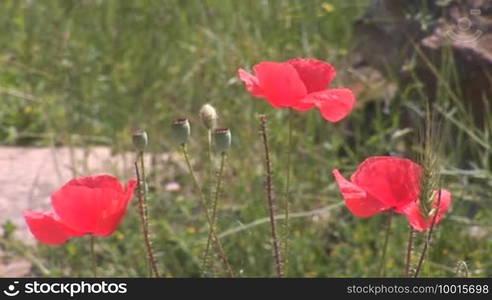 Beautiful red poppy