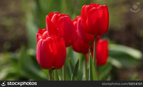 Beautiful red tulips in the garden