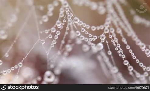 Beautiful spider's web with drops in the morning