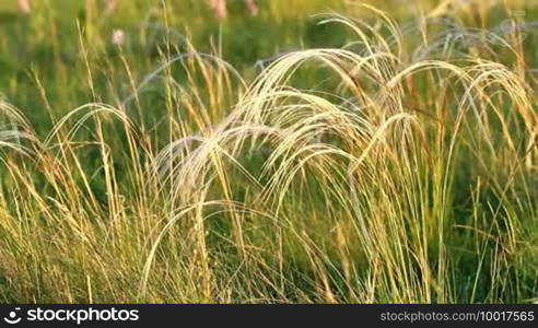 Beautiful stipa in the meadow