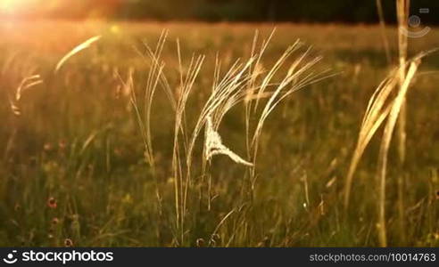 Beautiful stipa in the sunlight