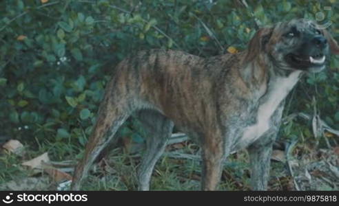 Beautiful Thai native dog marking as tiger skin breathing heavily with his tongue out outdoors - video in slow motion