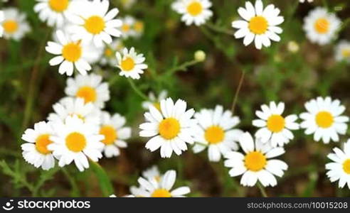 Beautiful wild flowers (anthemis ruthenica)