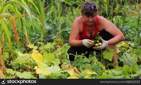 Beautiful young woman collecting cucumbers in the garden, part 2