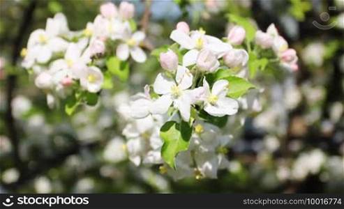 Bee collect nectar and pollen from white apple blossom