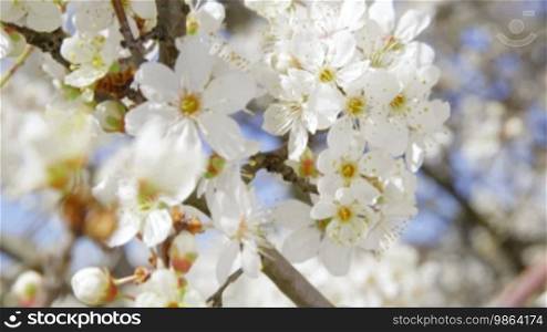Bee pollinating blooming fruit tree - close-up vertical dolly shot
