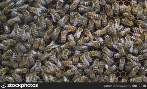 Bees in a pile