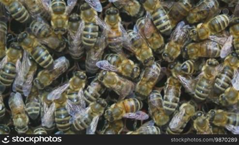 Bienen sitzen im Stock