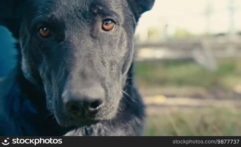 Big black dog looks at the camera