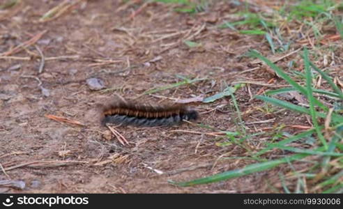 Big caterpillar with long hair