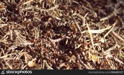 Big colony of ants working hard on the ant-hill. Organization and teamwork in wildlife. Macro shot.