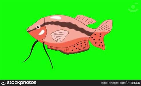Big Red Aquarium Fish Gourami floats in an aquarium. Animated Looped Motion Graphic Isolated on Green Screen