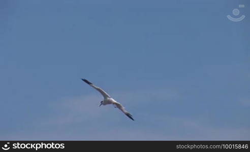 Birds fly over the water